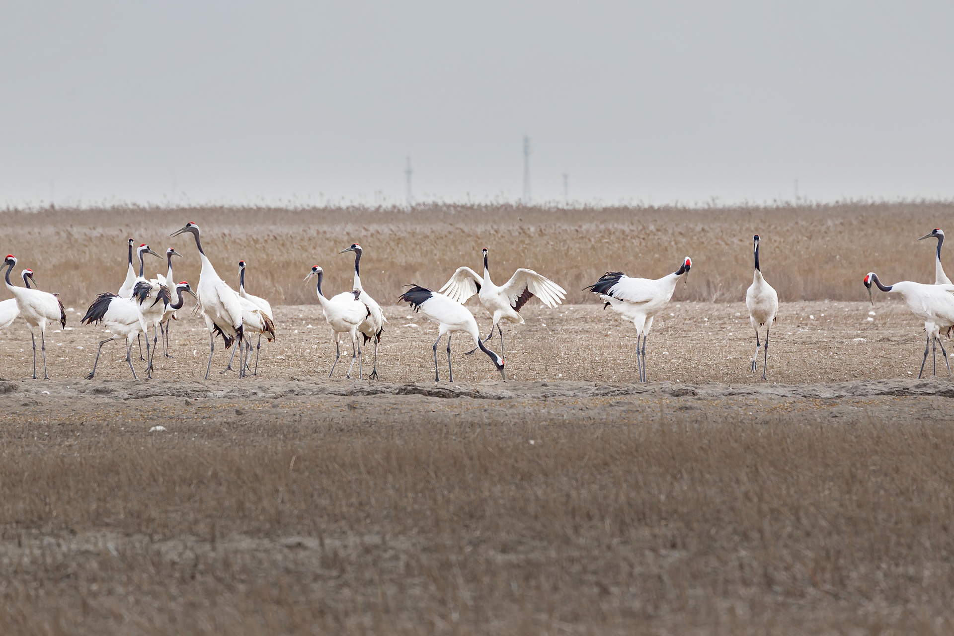 Red-crowned Crane Wetland Ecological Tourist Area